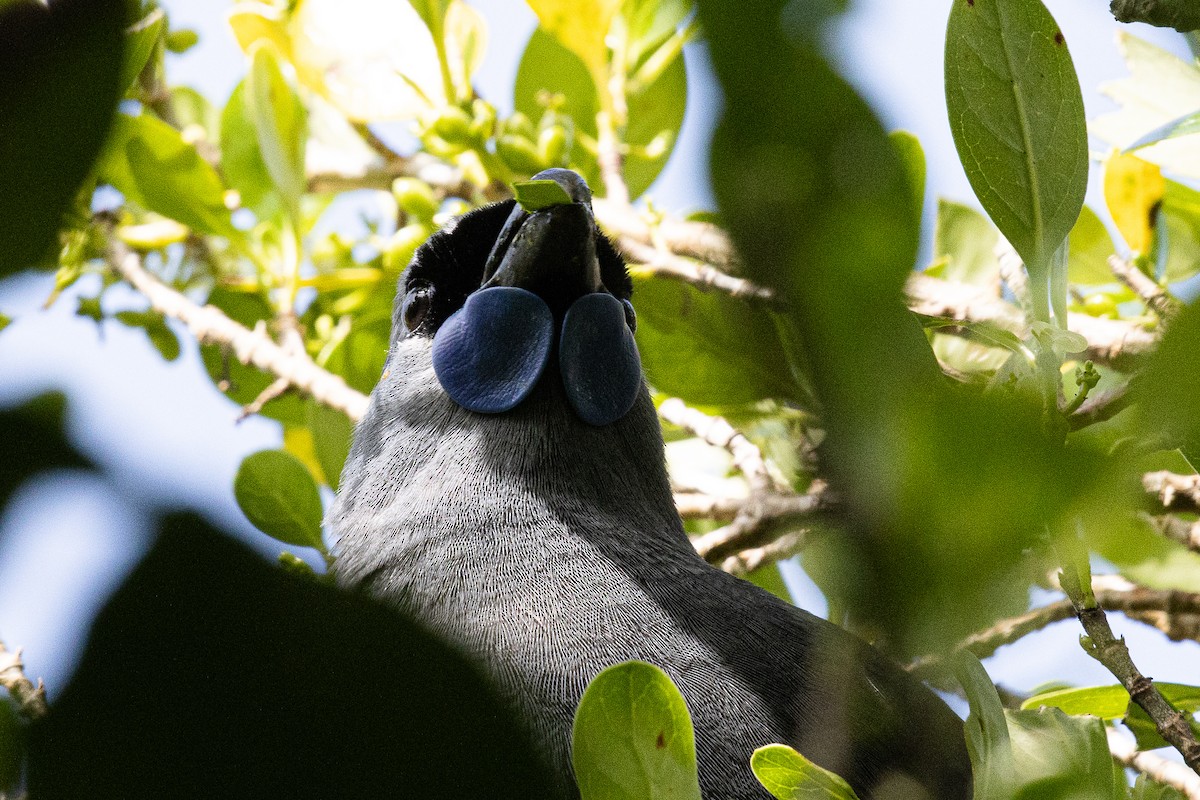 Kokako de Isla Norte - ML635041720