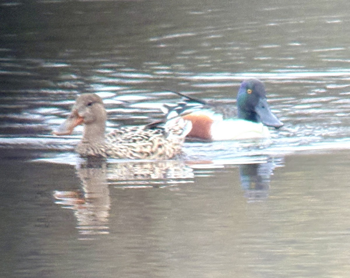 Northern Shoveler - ML635041756