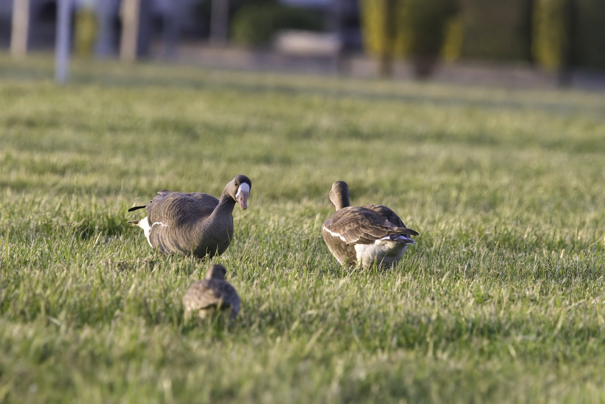 Greater White-fronted Goose - ML635041787