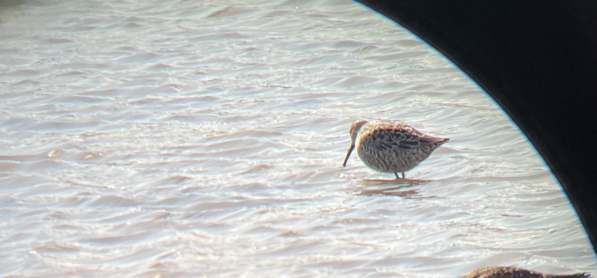 Stilt Sandpiper - ML635041799