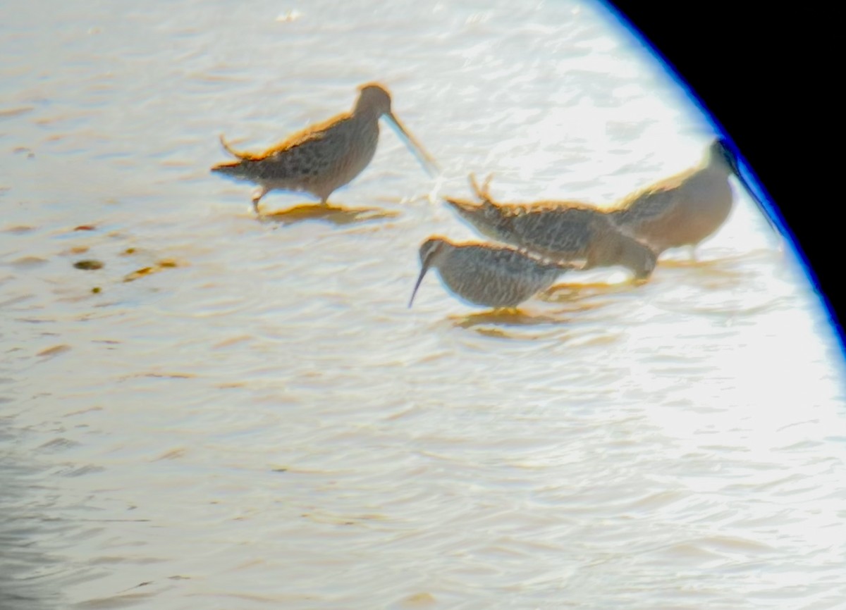 Stilt Sandpiper - ML635041800