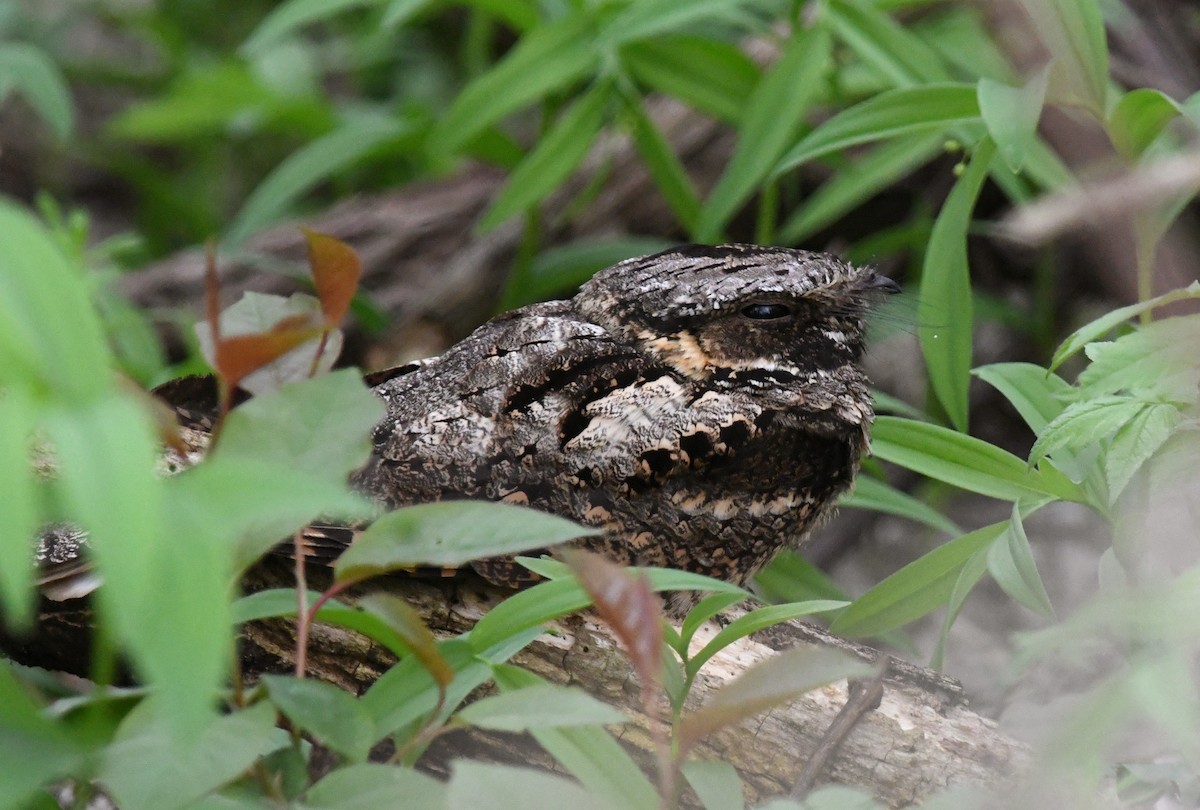 Eastern Whip-poor-will - ML635041803