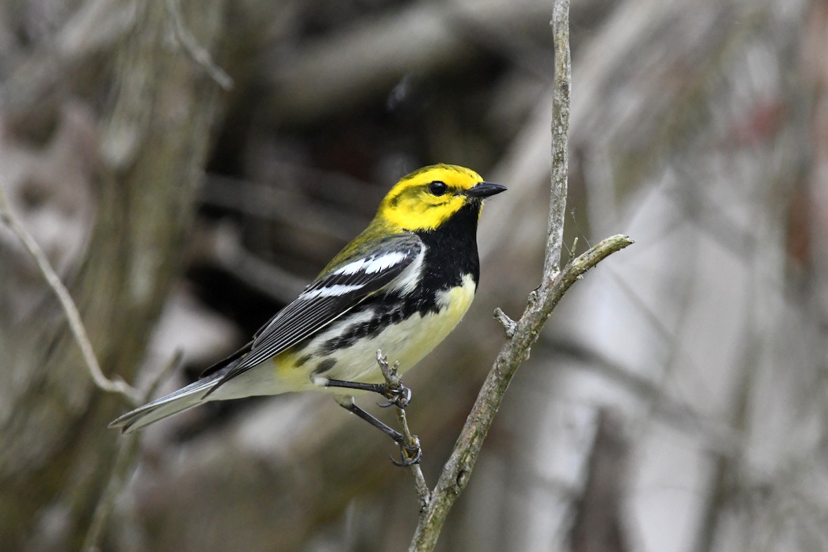 Black-throated Green Warbler - ML635041834