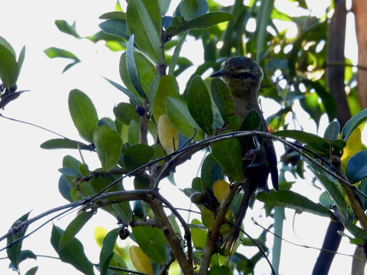 Olive Spinetail - ML635041948