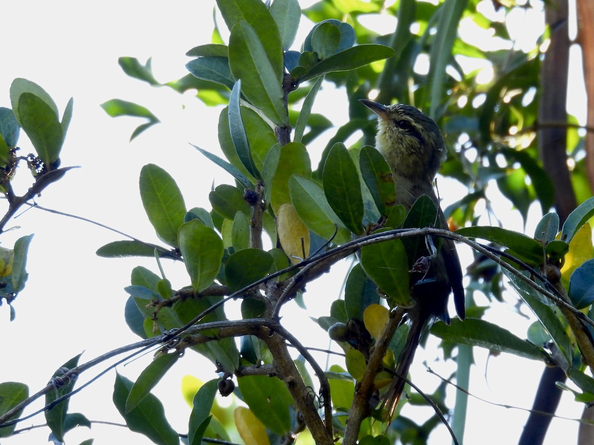 Olive Spinetail - ML635041949