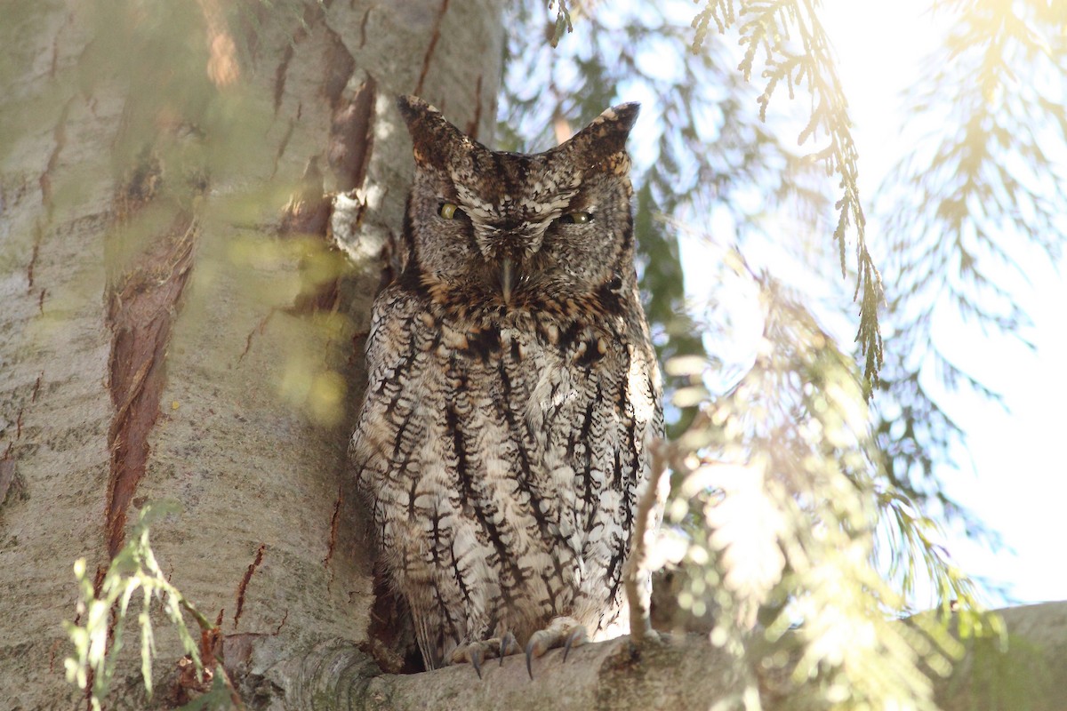 Western Screech-Owl - Logan Lalonde