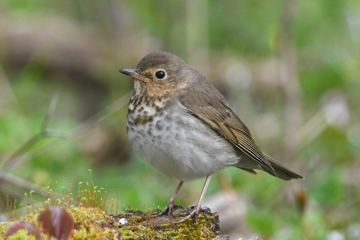 Swainson's Thrush - ML635042137