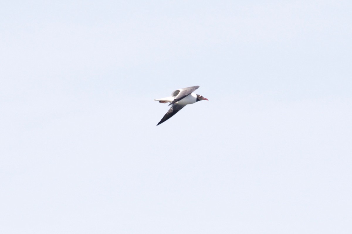 Gaviota Guanaguanare - ML635042140
