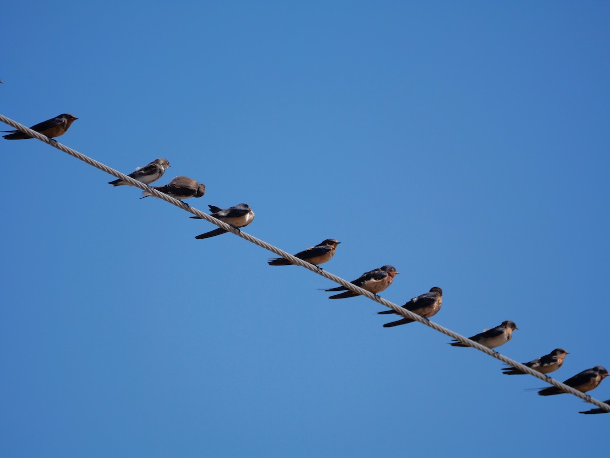 Barn Swallow - ML635042142