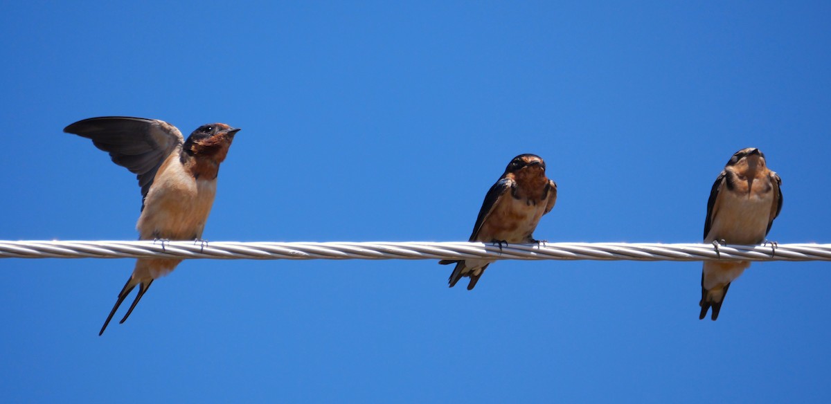 Barn Swallow - ML635042143