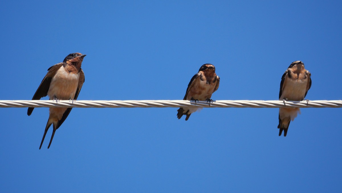 Barn Swallow - ML635042144