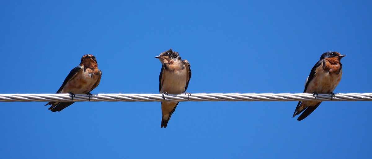 Barn Swallow - ML635042145