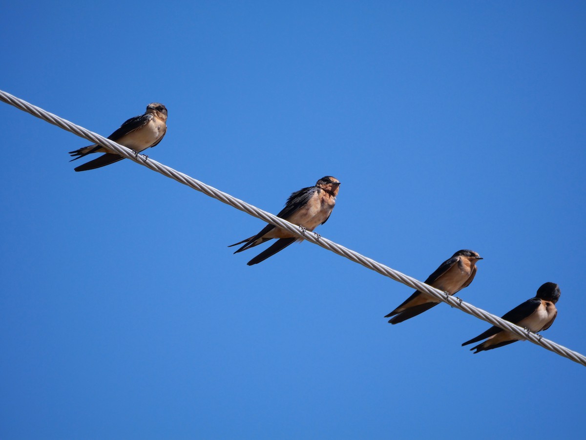Barn Swallow - ML635042146