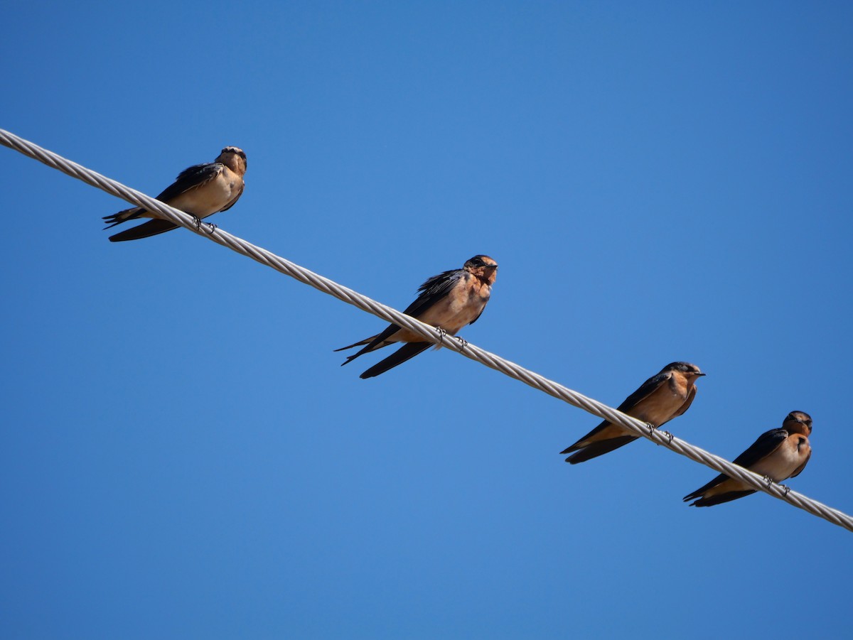 Barn Swallow - ML635042147