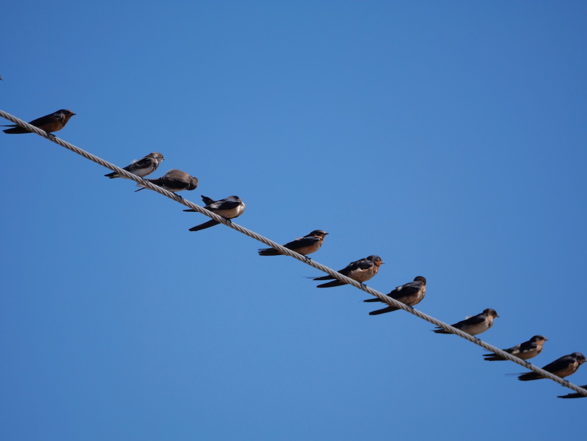 Barn Swallow - ML635042149