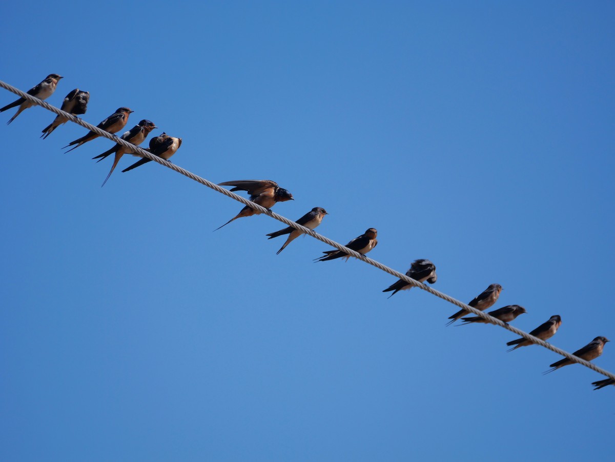 Barn Swallow - ML635042150