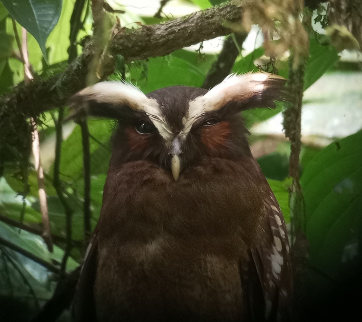 Crested Owl - ML635042164