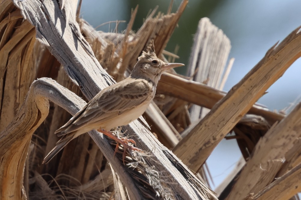 Crested Lark (Maghreb) - ML635042165