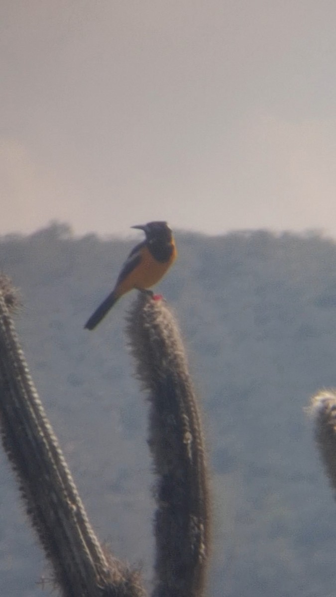 Venezuelan Troupial - ML635042184