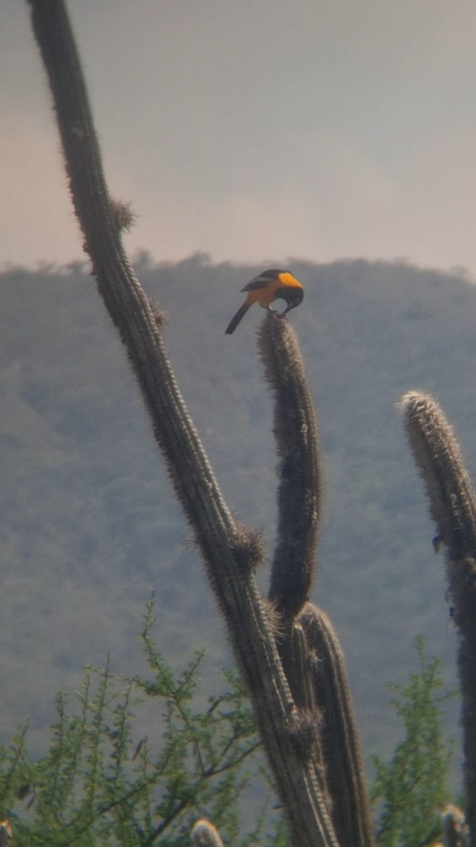 Venezuelan Troupial - ML635042196