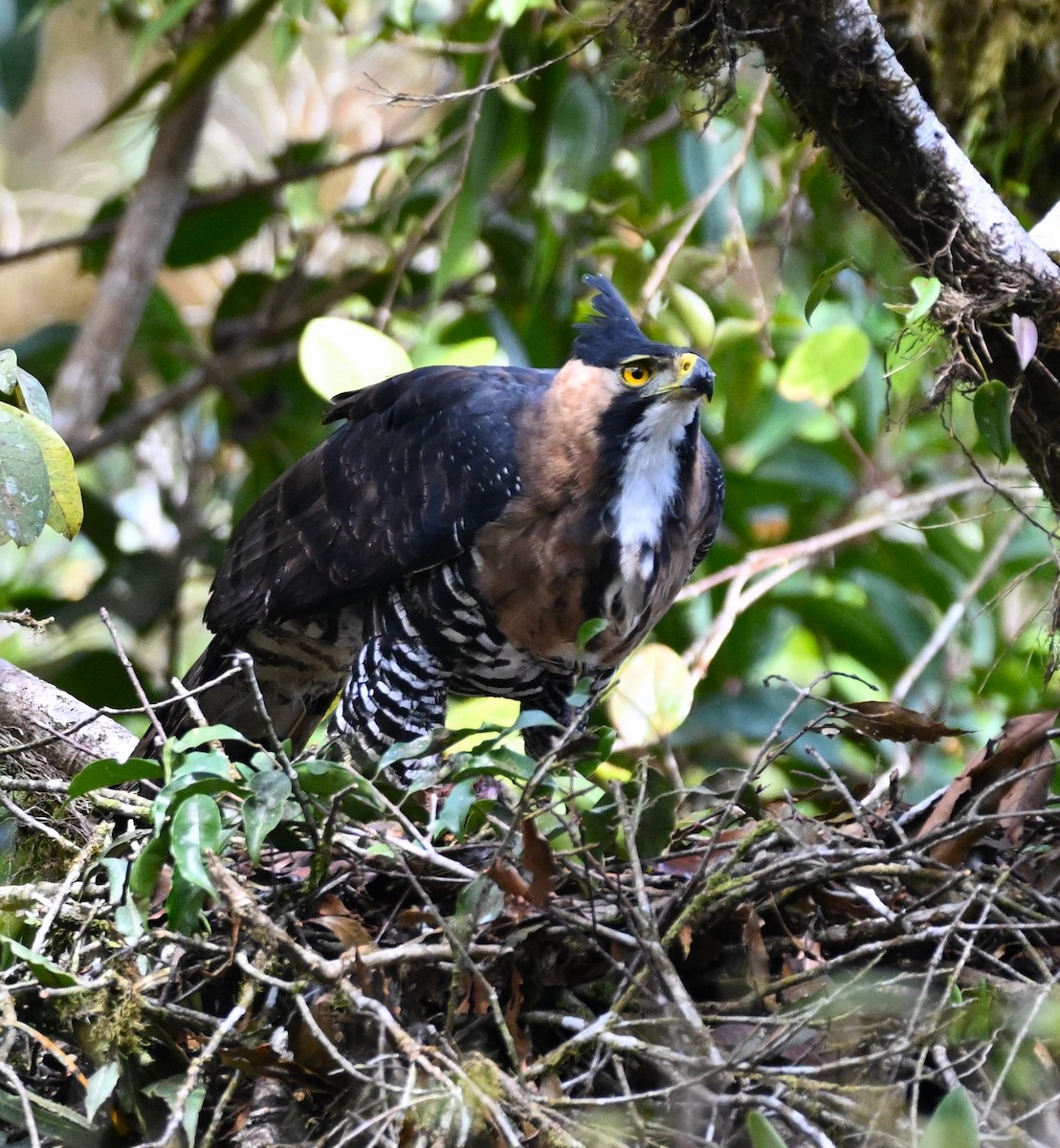 アカエリクマタカ - ML635042317