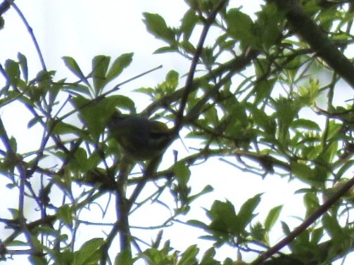 Golden-winged Warbler - ML635042484