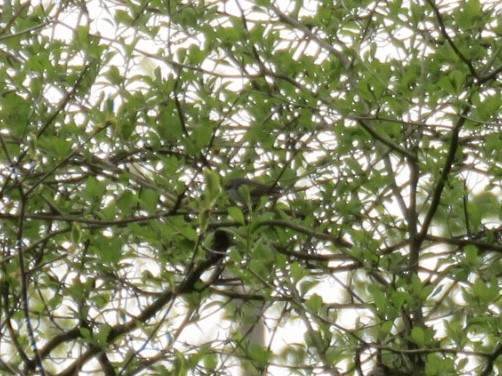 Golden-winged Warbler - ML635042531