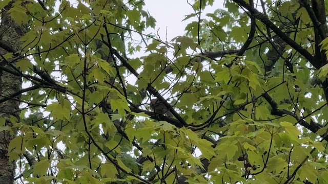 Black-billed Cuckoo - ML635042595