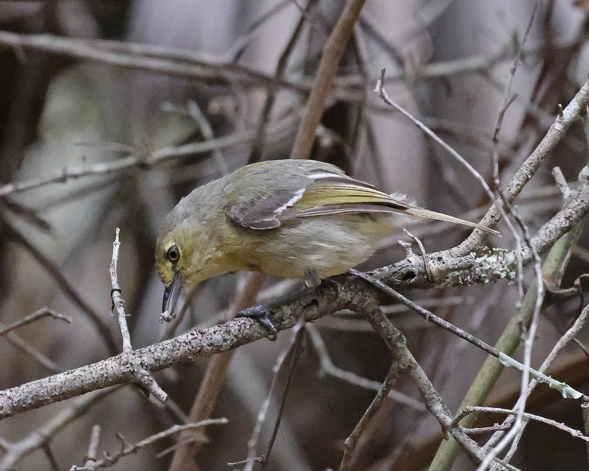 eBird Checklist - 4 May 2025 - Florida Atlantic University Ecological ...