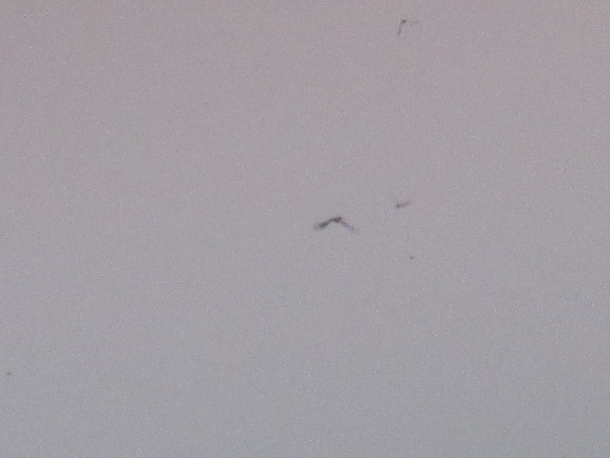 Өрнийн эргүүбор - ML635042915