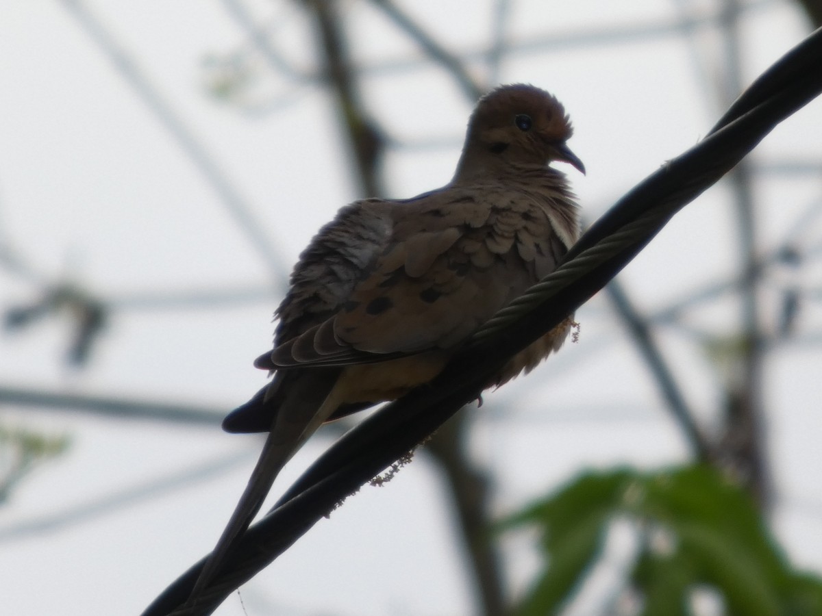 Mourning Dove - ML635042991