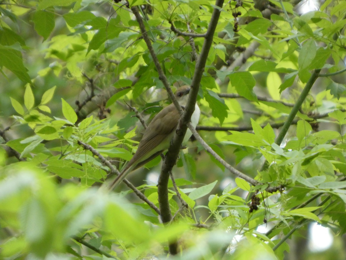 Black-billed Cuckoo - ML635043014