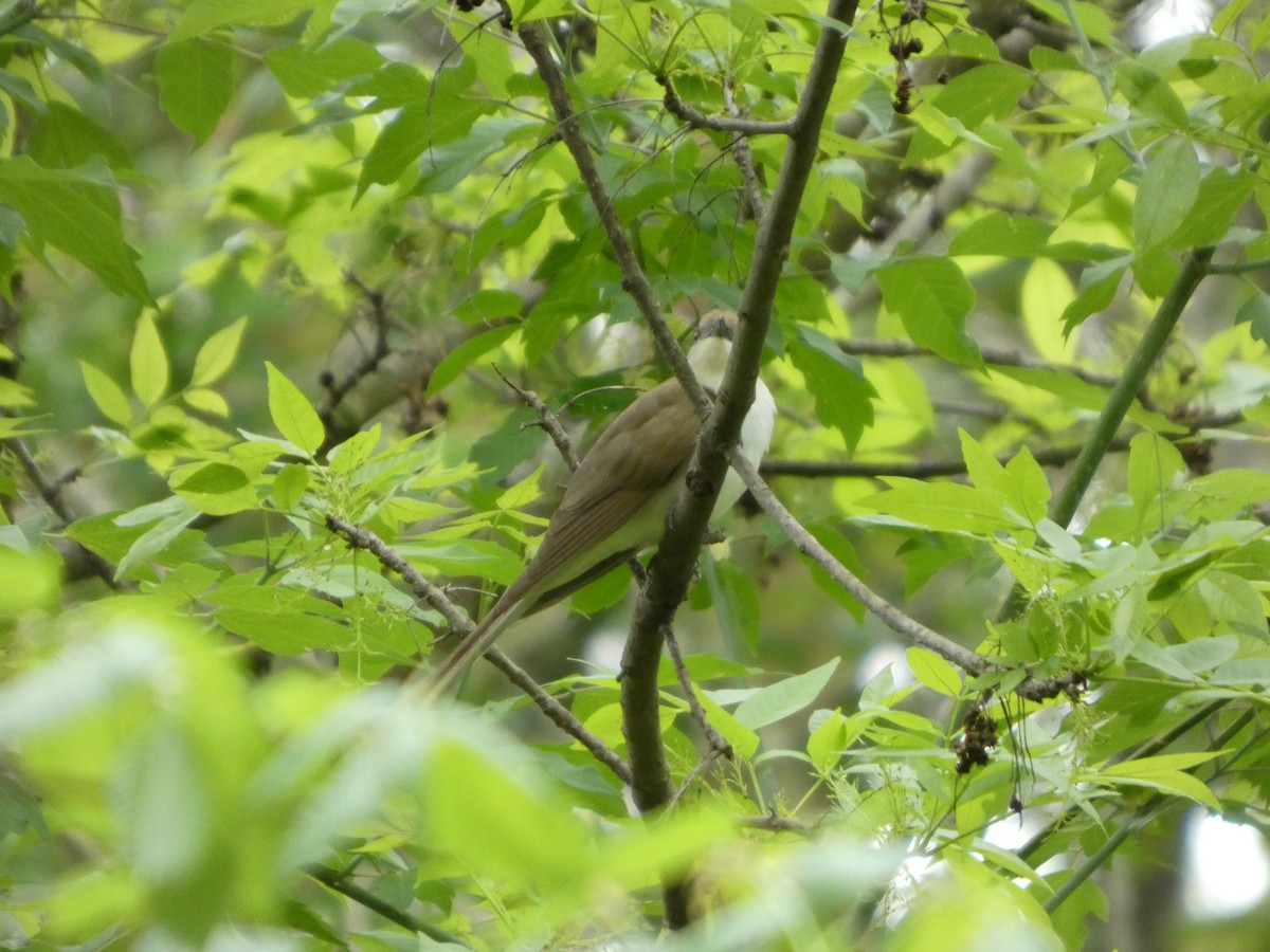 Black-billed Cuckoo - ML635043016