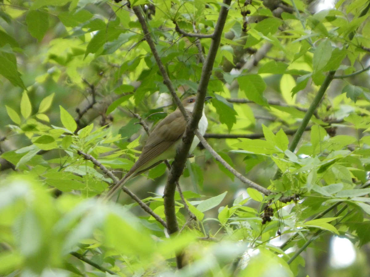 Black-billed Cuckoo - ML635043017