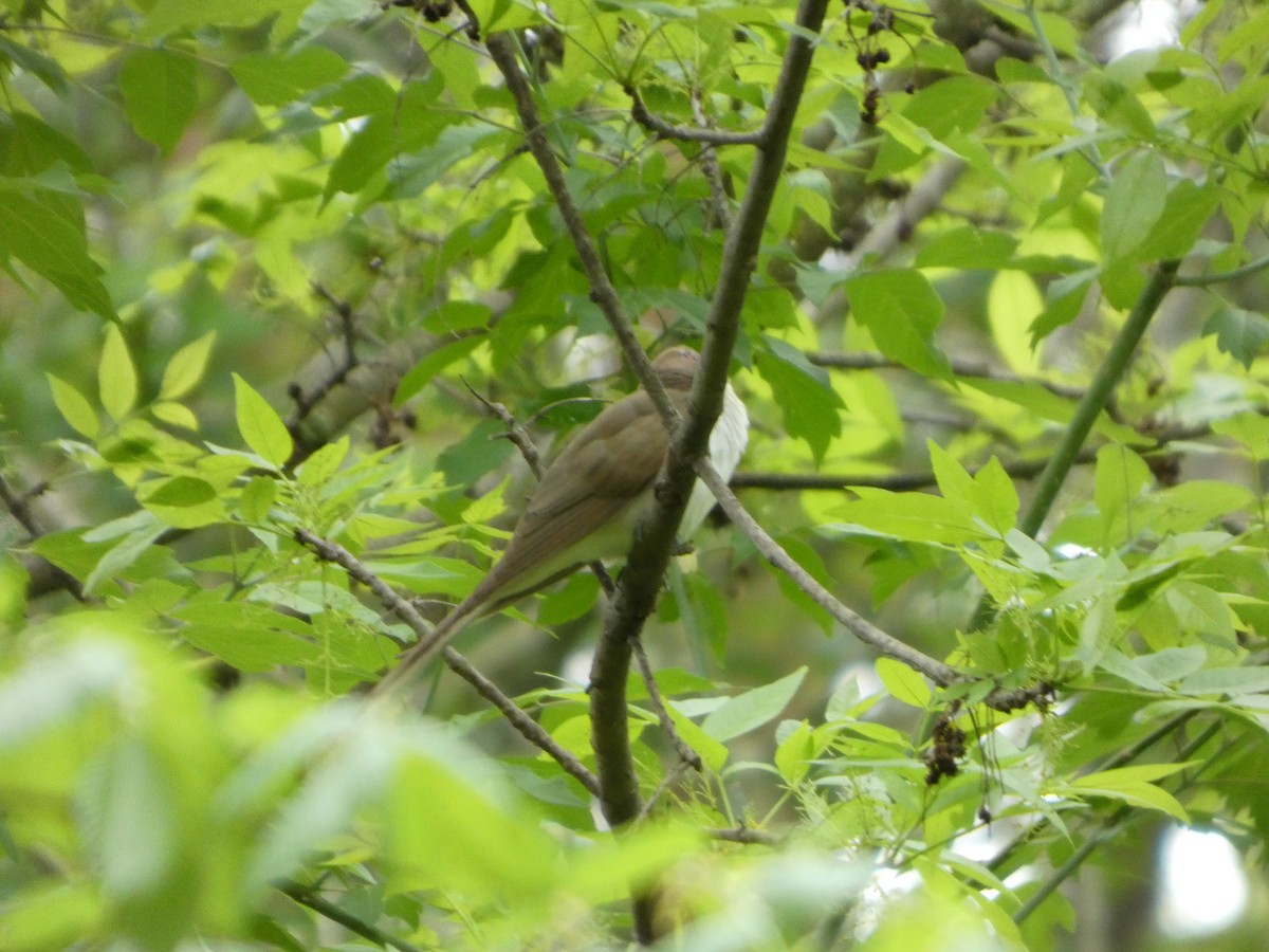 Black-billed Cuckoo - ML635043018