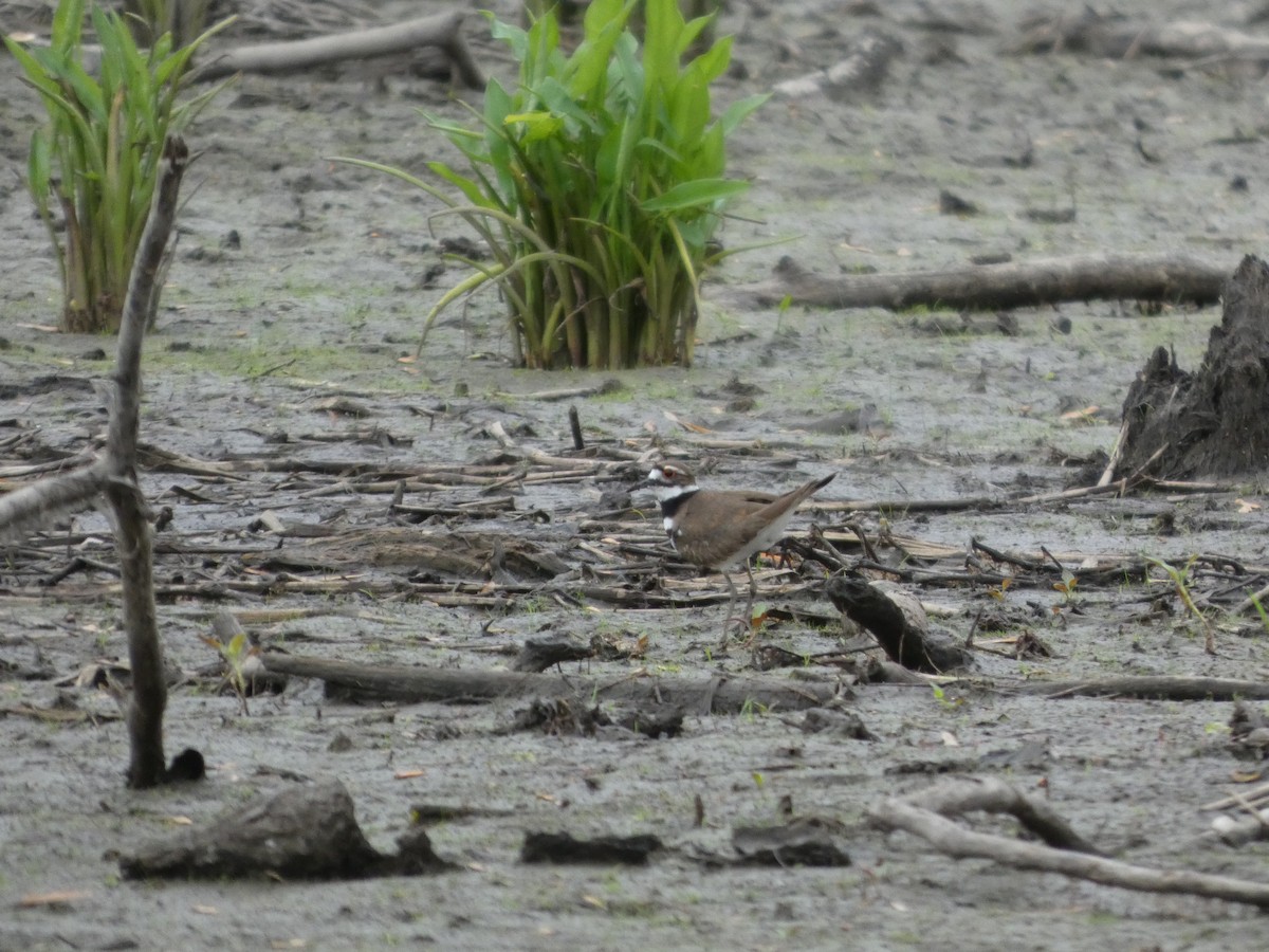 Killdeer - ML635043029