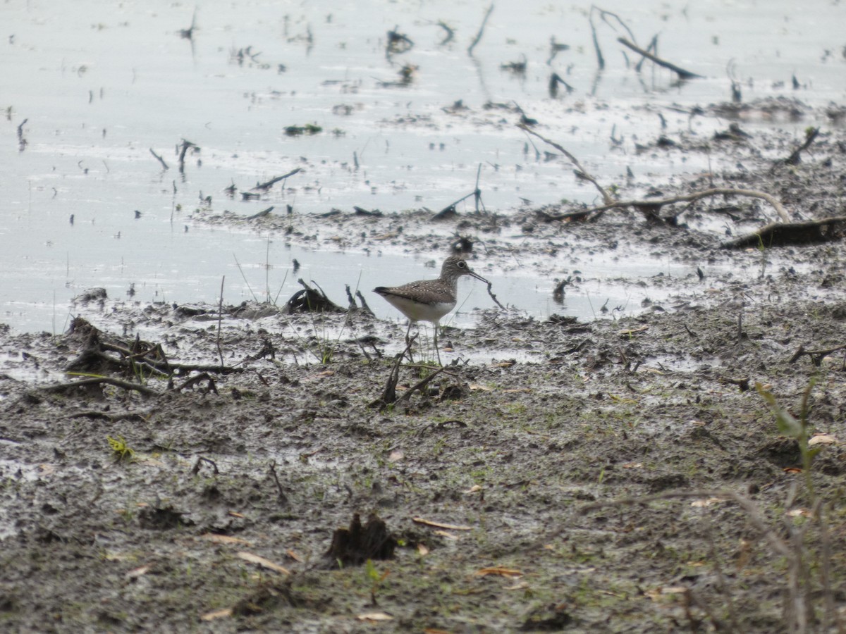 Solitary Sandpiper - ML635043056