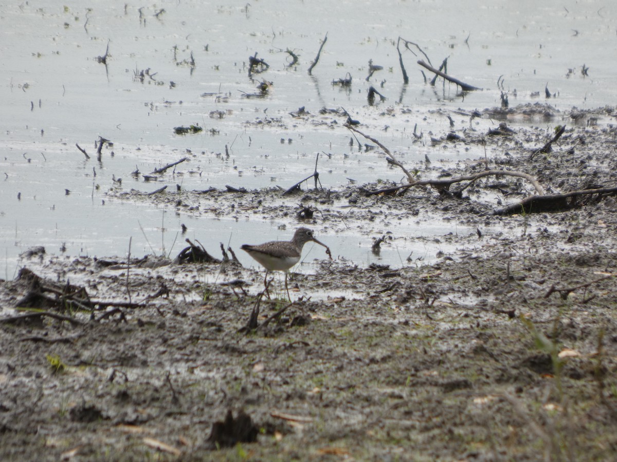 Solitary Sandpiper - ML635043057