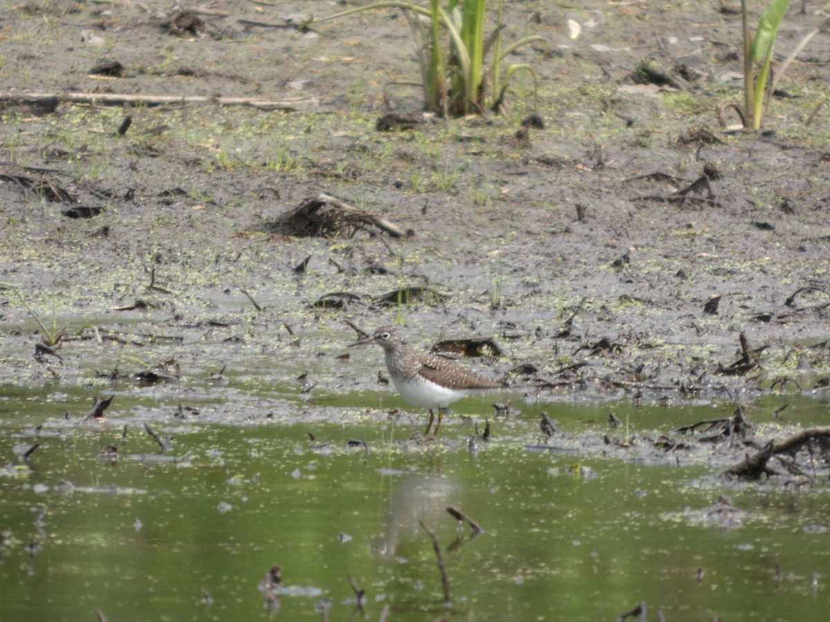Solitary Sandpiper - ML635043058