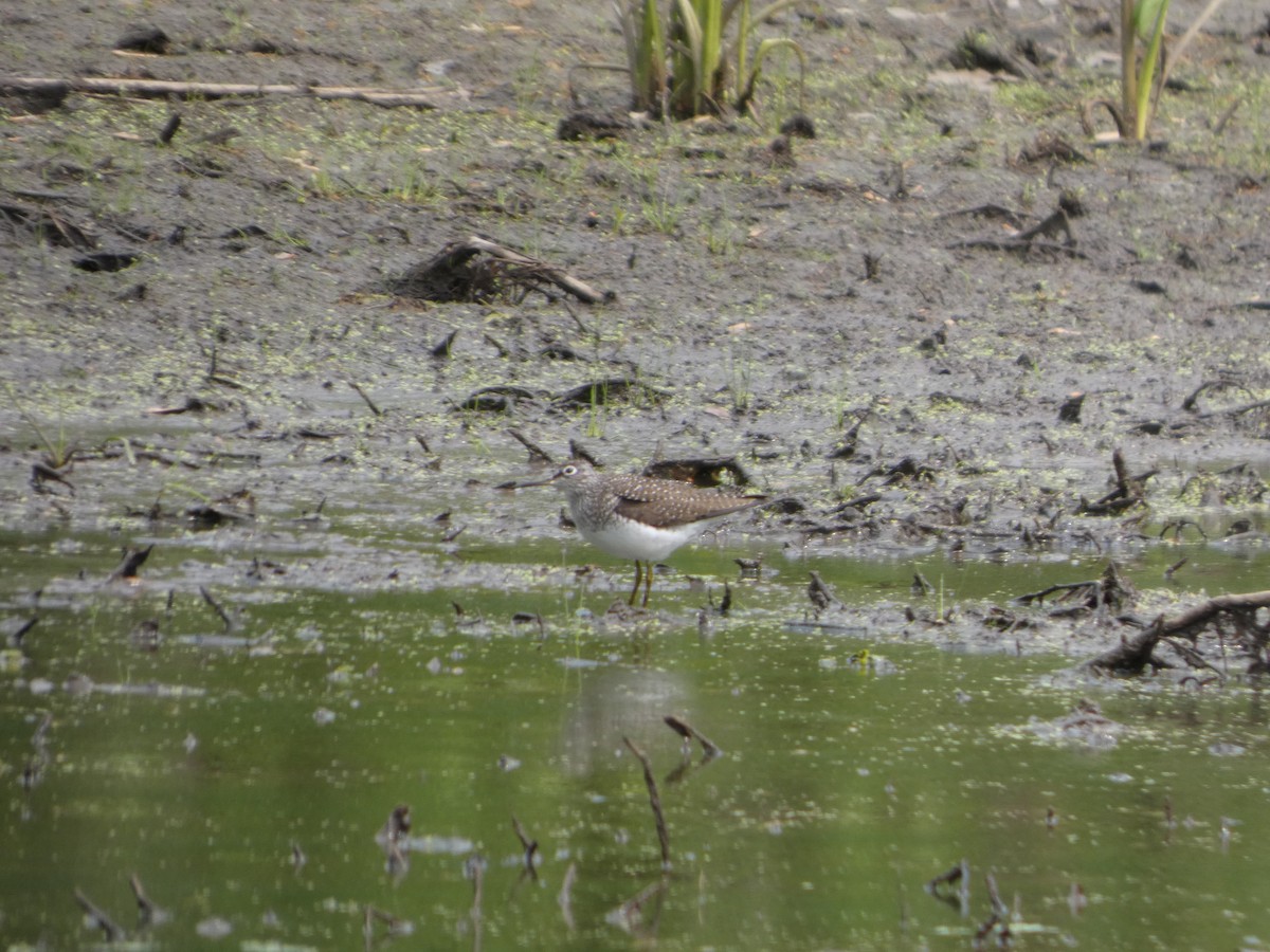 Solitary Sandpiper - ML635043059
