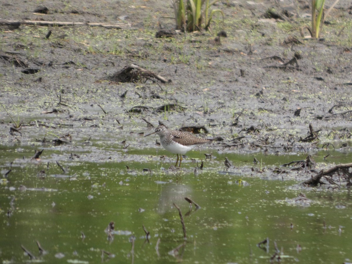 Solitary Sandpiper - ML635043060