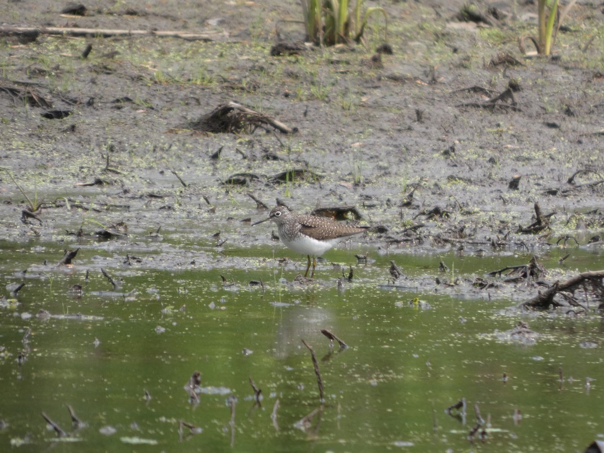 Solitary Sandpiper - ML635043061