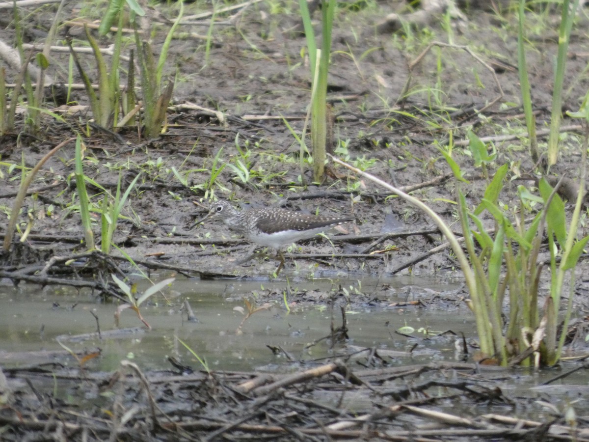 Solitary Sandpiper - ML635043063