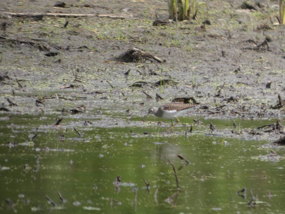 Solitary Sandpiper - ML635043064