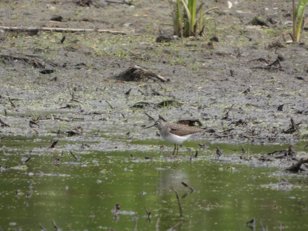 Solitary Sandpiper - ML635043066