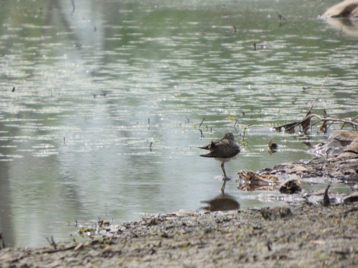 Lesser Yellowlegs - ML635043086