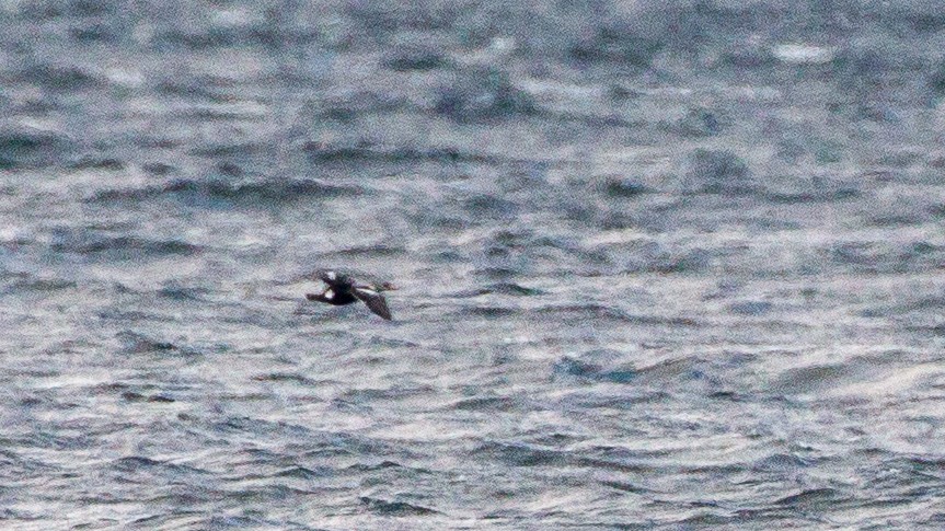 King Eider - ML635043090