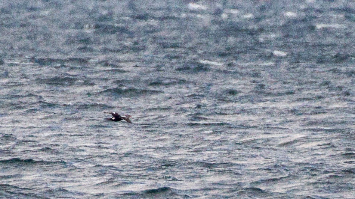 King Eider - ML635043091