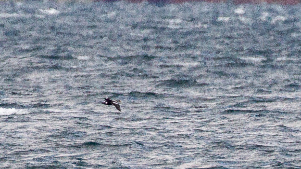 King Eider - ML635043093