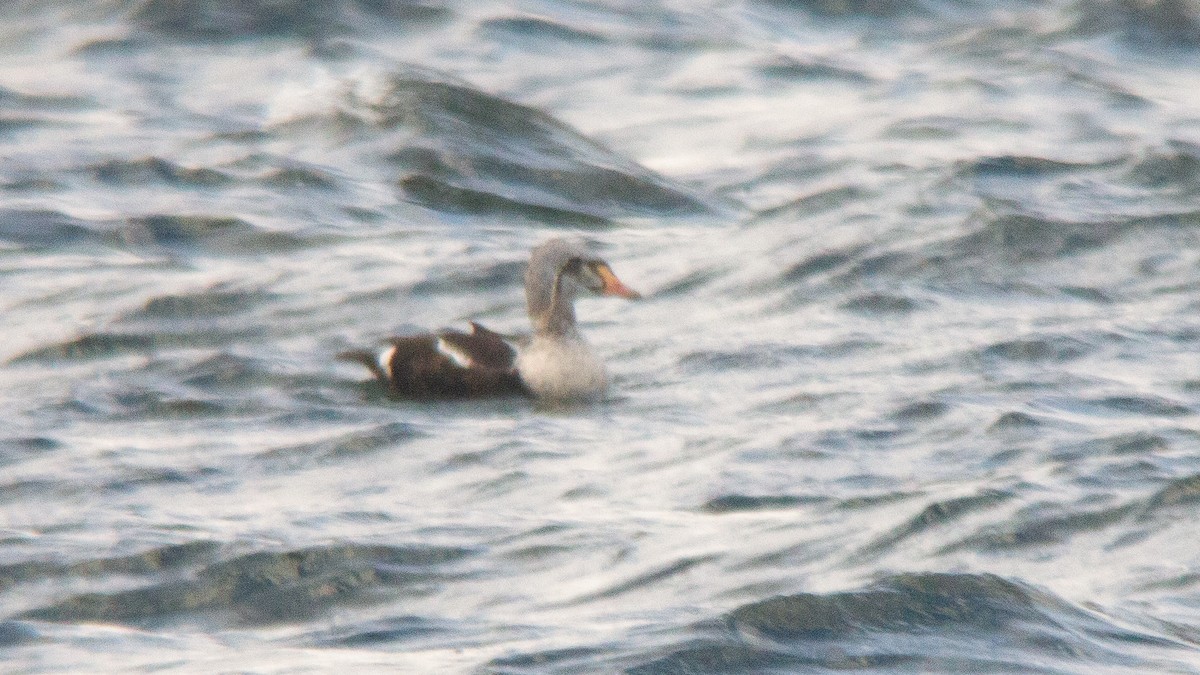 King Eider - ML635043094